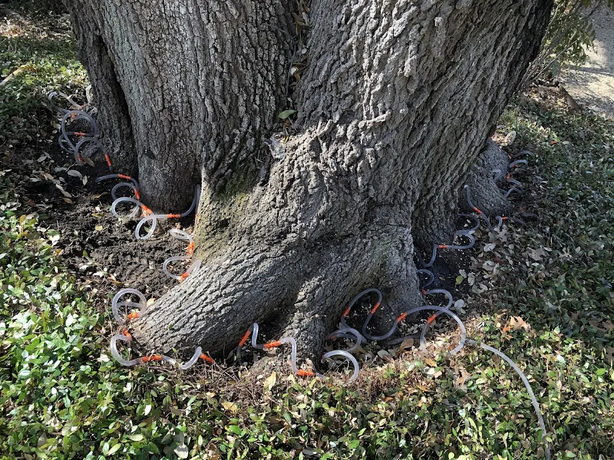 Detailed Shrub and Hedge Trimming job site in Quail