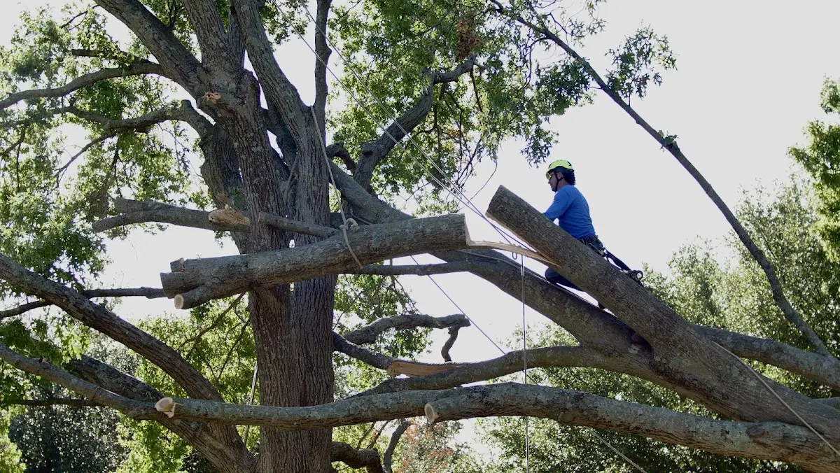 Professional Crown Thinning performed by certified arborists in Quail